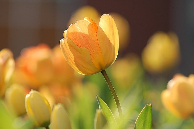 tulipes tulipes