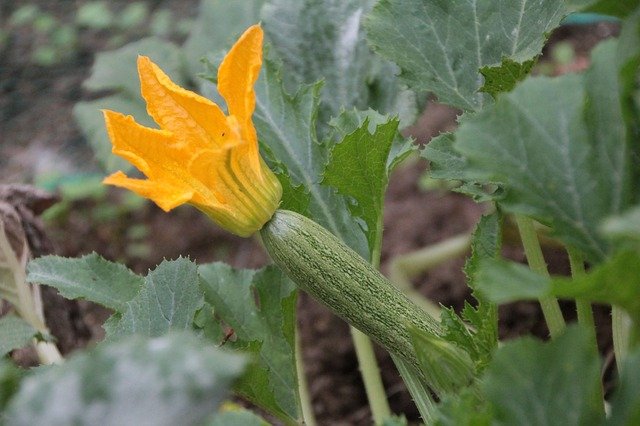 courgettes fleur courgettes fleur