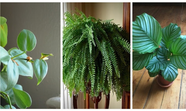 5 plantes d'intérieur parfaites pour les coins faiblement éclairés de la maison 5 plantes d'intérieur parfaites pour les coins faiblement éclairés de la maison