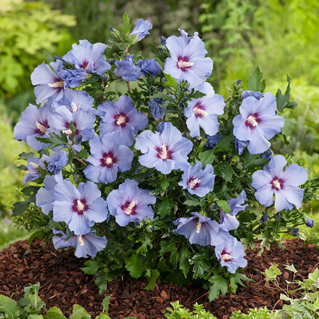 Hibiscus, conseils pour cultiver la plante à la maison Hibiscus, conseils pour cultiver la plante à la maison