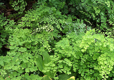Adiantum capillus Adiantum capillus