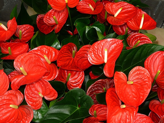 Comment faire pousser de l'anthurium: 9 conseils utiles Comment faire pousser de l'anthurium: 9 conseils utiles