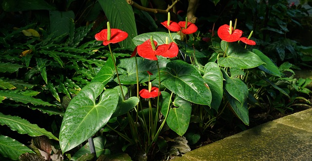 Comment faire pousser de l'anthurium: 9 conseils utiles Comment faire pousser de l'anthurium: 9 conseils utiles