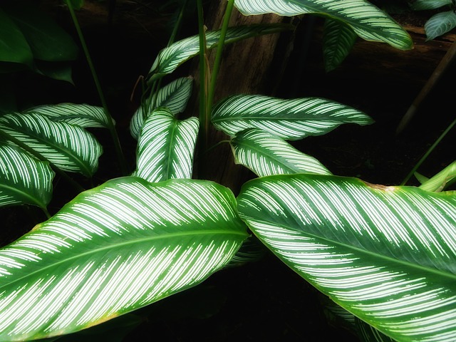 Calathea Calathea