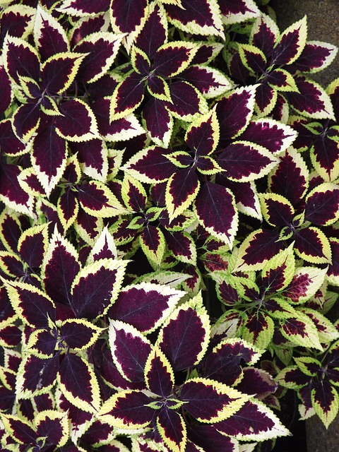 Coleus Coleus