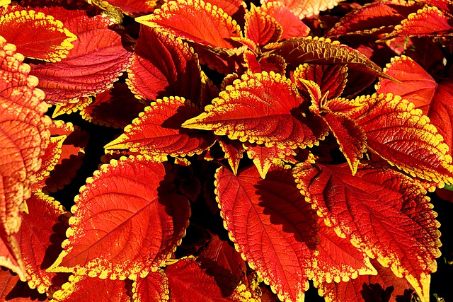 Coleus Coleus
