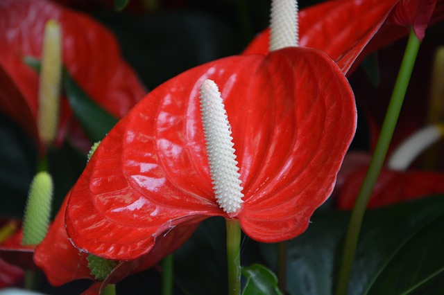 L'anthurium L'anthurium