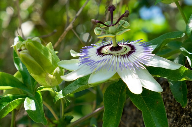 Passiflore Passiflore