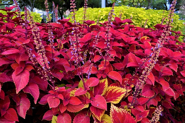 Coleus Coleus