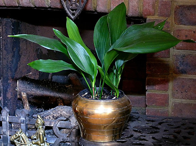 Aspidistra Aspidistra