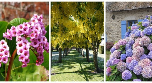 Sol argileux dans le jardin? Découvrez quelles plantes choisir et comment en prendre soin Sol argileux dans le jardin? Découvrez quelles plantes choisir et comment en prendre soin