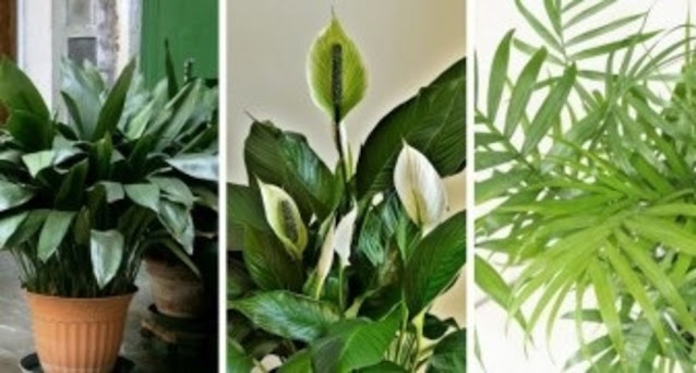7 des plus belles plantes d'intérieur à cultiver dans des environnements à faible luminosité 7 des plus belles plantes d'intérieur à cultiver dans des environnements à faible luminosité