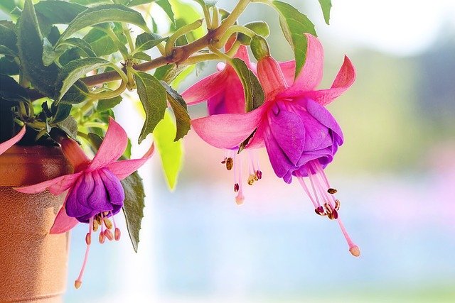 Cultiver du fuchsia en pot, des conseils utiles pour éviter de faire des erreurs Cultiver du fuchsia en pot, des conseils utiles pour éviter de faire des erreurs