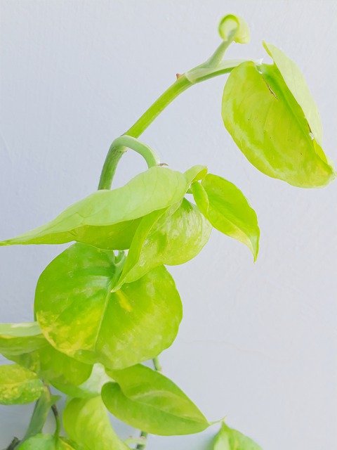 pothos pothos