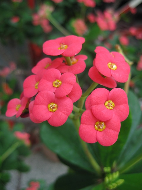 Euphorbia milii Euphorbia milii