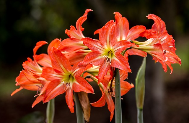 Comment faire pousser de l'hippeastrum : 8 conseils utiles pour l'hippeastrum Comment faire pousser de l'hippeastrum : 8 conseils utiles pour l'hippeastrum
