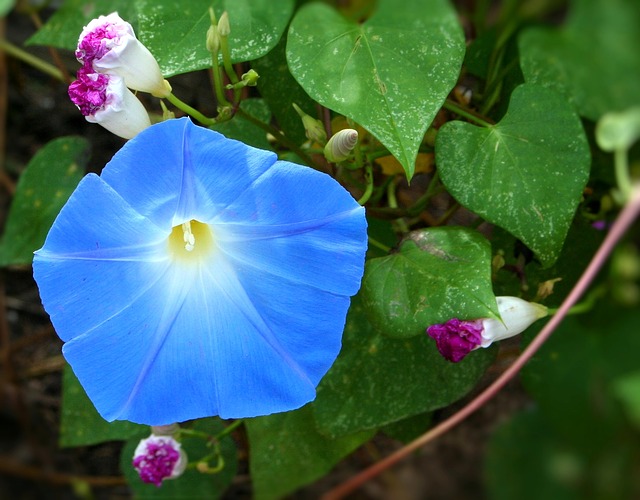Ipomoea Ipomoea