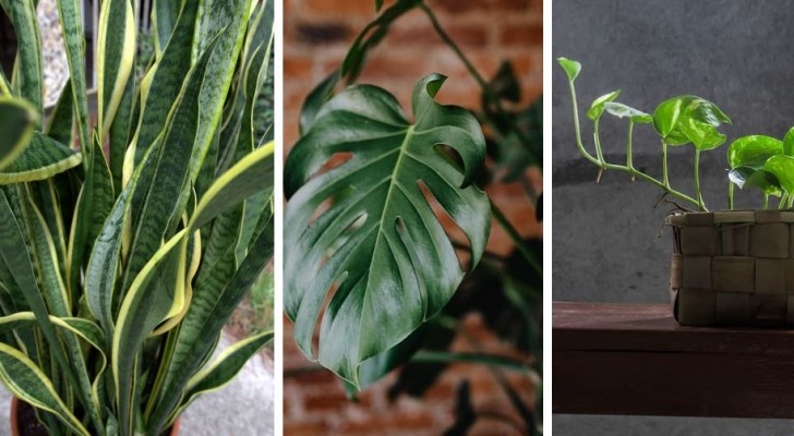 10 belles plantes qui poussent rapidement et faciles à cultiver à l'intérieur 10 belles plantes qui poussent rapidement et faciles à cultiver à l'intérieur