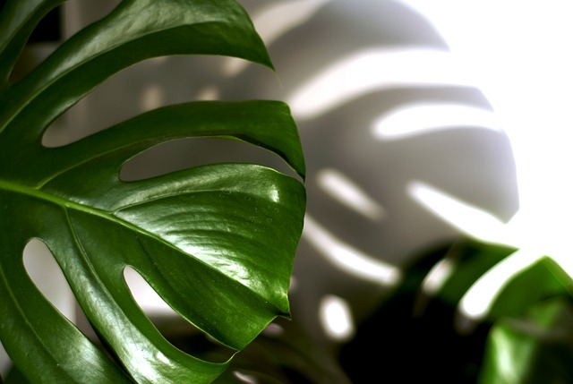 Philodendron Philodendron