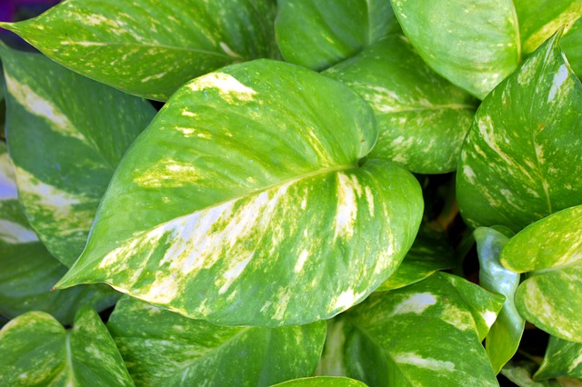 Voulez-vous un pothos super luxuriant? Suivez simplement ces instructions simples Voulez-vous un pothos super luxuriant? Suivez simplement ces instructions simples