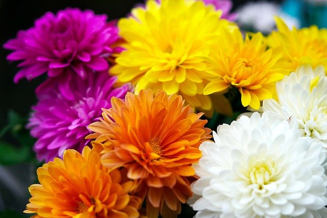 Chrysanthèmes Chrysanthèmes
