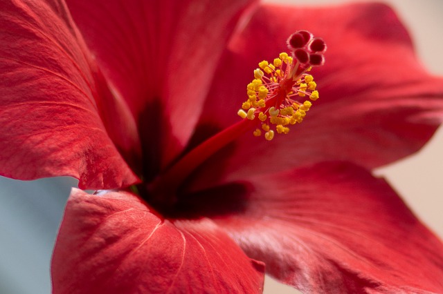 Comment faire pousser de l'hibiscus en pot : 7 conseils utiles Comment faire pousser de l'hibiscus en pot : 7 conseils utiles