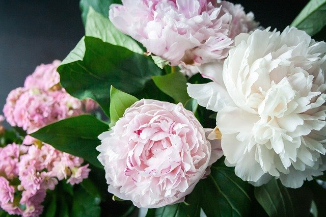 Cultiver des pivoines, 7 conseils utiles pour de belles fleurs Cultiver des pivoines, 7 conseils utiles pour de belles fleurs