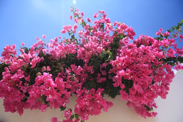 Comment faire pousser des bougainvilliers : 7 conseils utiles Comment faire pousser des bougainvilliers : 7 conseils utiles