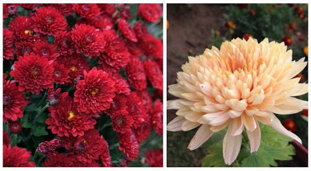 Chrysanthèmes : Apprenez à faire pousser ces belles fleurs qui fleurissent à l'automne Chrysanthèmes : Apprenez à faire pousser ces belles fleurs qui fleurissent à l'automne