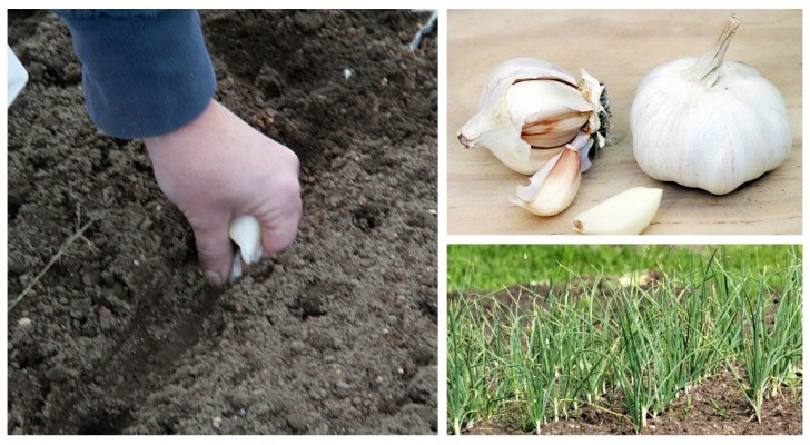 L'automne est un bon moment pour planter de l'ail - découvrez comment le faire en toute simplicité L'automne est un bon moment pour planter de l'ail - découvrez comment le faire en toute simplicité