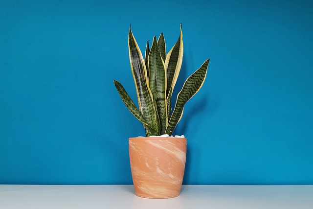 Les 9 meilleures plantes d'intérieur Les 9 meilleures plantes d'intérieur