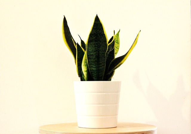 Sansevieria Sansevieria