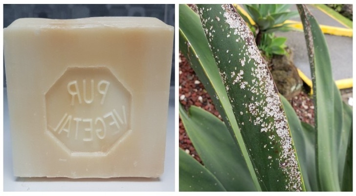 Savon pour éliminer les cochenilles : découvrez lequel fonctionne et comment l'utiliser Savon pour éliminer les cochenilles : découvrez lequel fonctionne et comment l'utiliser