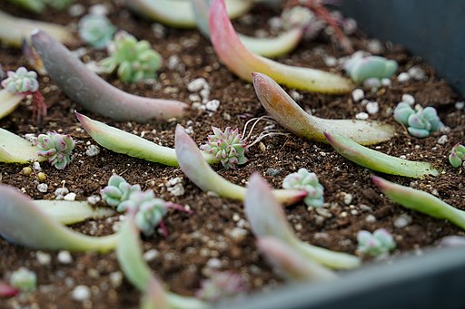 plantes succulentes plantes succulentes