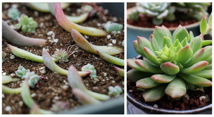 Sedum, echeveria, Sempervivum, cultivez beaucoup de nouveaux plantes succulentes - c'est facile et amusant Sedum, echeveria, Sempervivum, cultivez beaucoup de nouveaux plantes succulentes - c'est facile et amusant