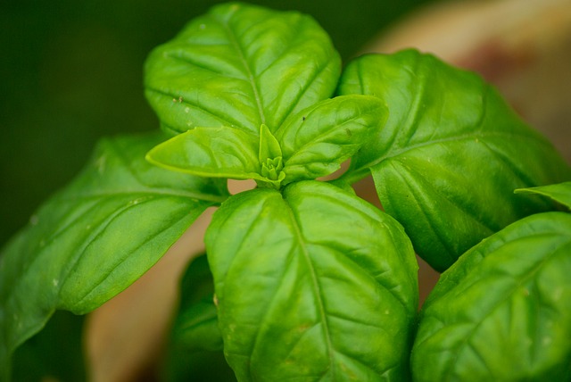 Toutes les astuces pour avoir un basilic luxuriant et le faire survivre même en hiver Toutes les astuces pour avoir un basilic luxuriant et le faire survivre même en hiver