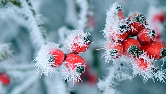 Jardin d'hiver avec fleurs et arbustes Jardin d'hiver avec fleurs et arbustes